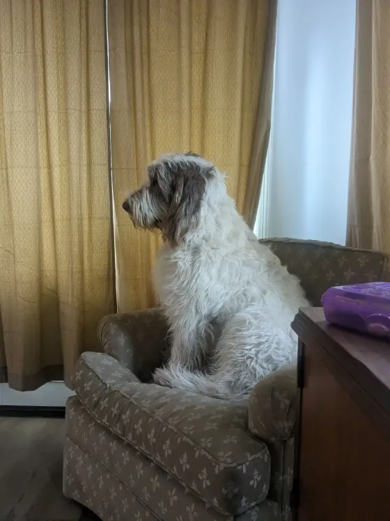 White dog relaxing on couch during in-home pet care.