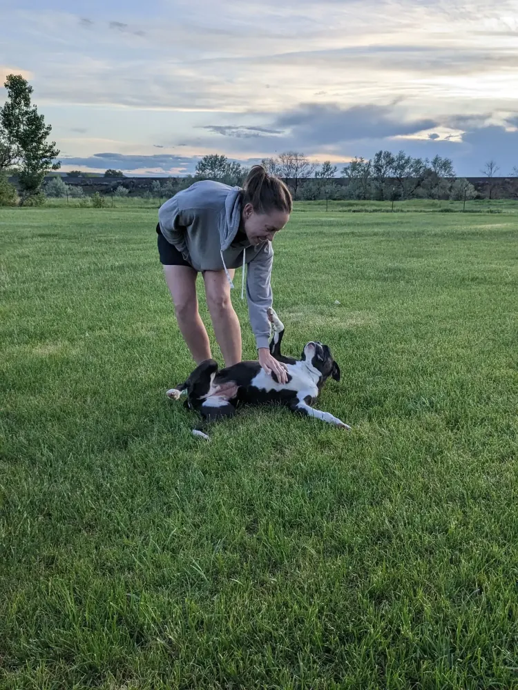 Girl giving belly rubs to happy dog during playtime.