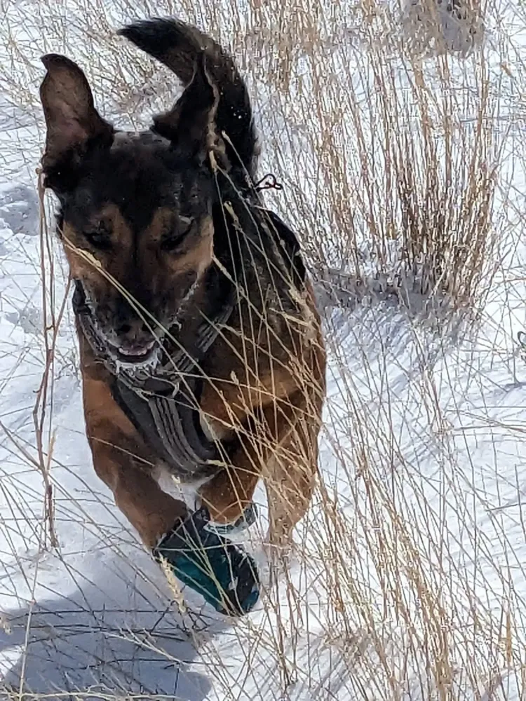 Happy running dog during a dog walk.