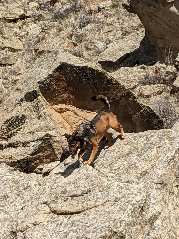 Happy dog on rocks during a dog walk.