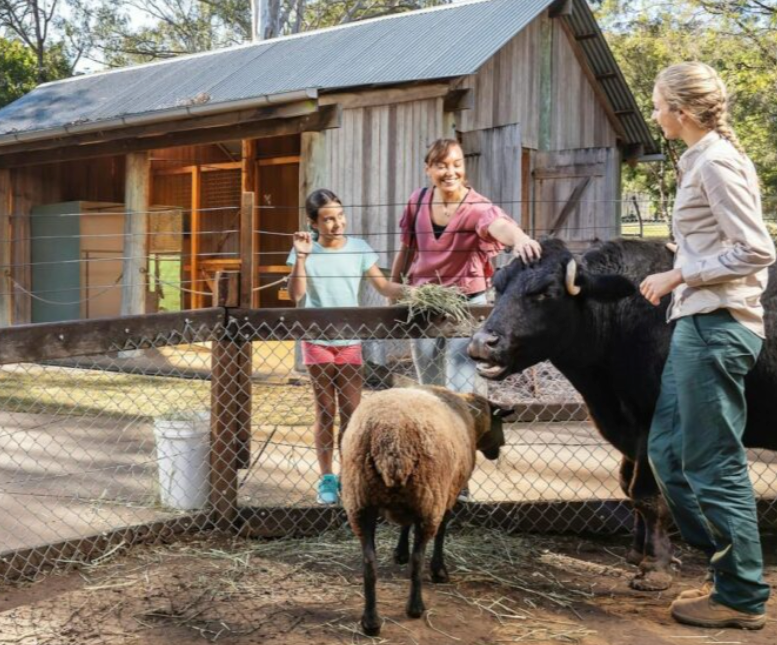 A group of people feeding animals in a fenced in area