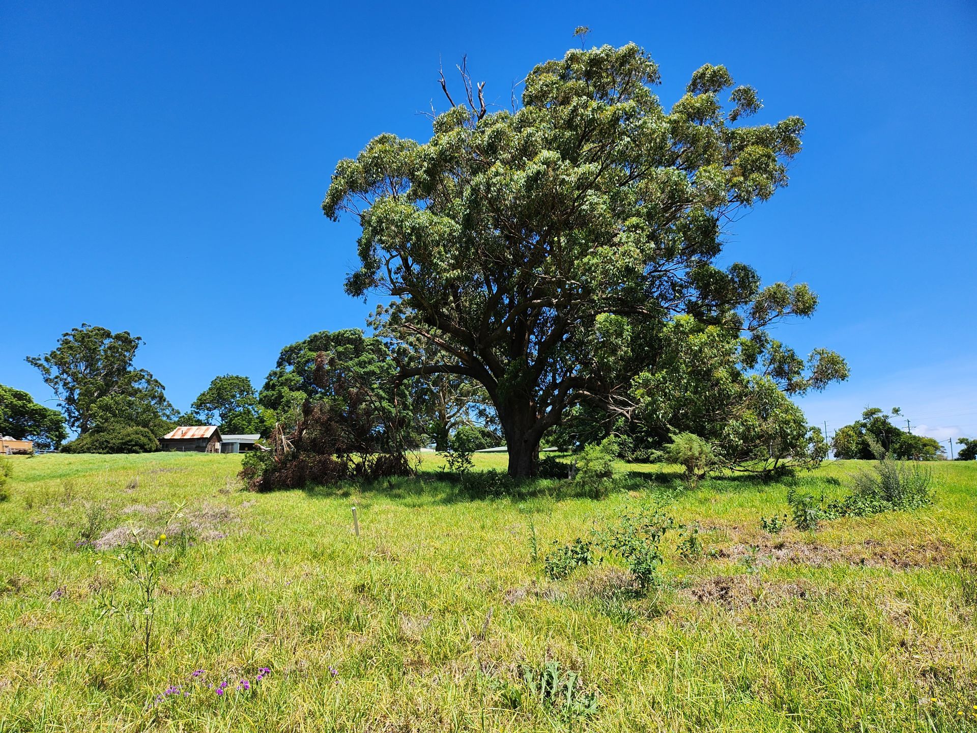 Toowoomba Regional Council asked Redleaf Group to conduct a cultural heritage assessment on a project in Highfields, replacing the Perseverance raw water main (RWM). Research and analysis was completed for the desktop report, reviewing databases, historical imagery and sources, and heritage registers. Risk mapping was done as a preliminary assessment before a field survey was conducted. The field survey found no heritage values within the project area, but highlighted areas with mature trees that potentially have Aboriginal cultural heritage subsurface. The area was categorised as Category 4 as per the Aboriginal Cultural Heritage Duty of Care Guidelines, and recommendations were provided to the Council to avoid or monitor works in this area.