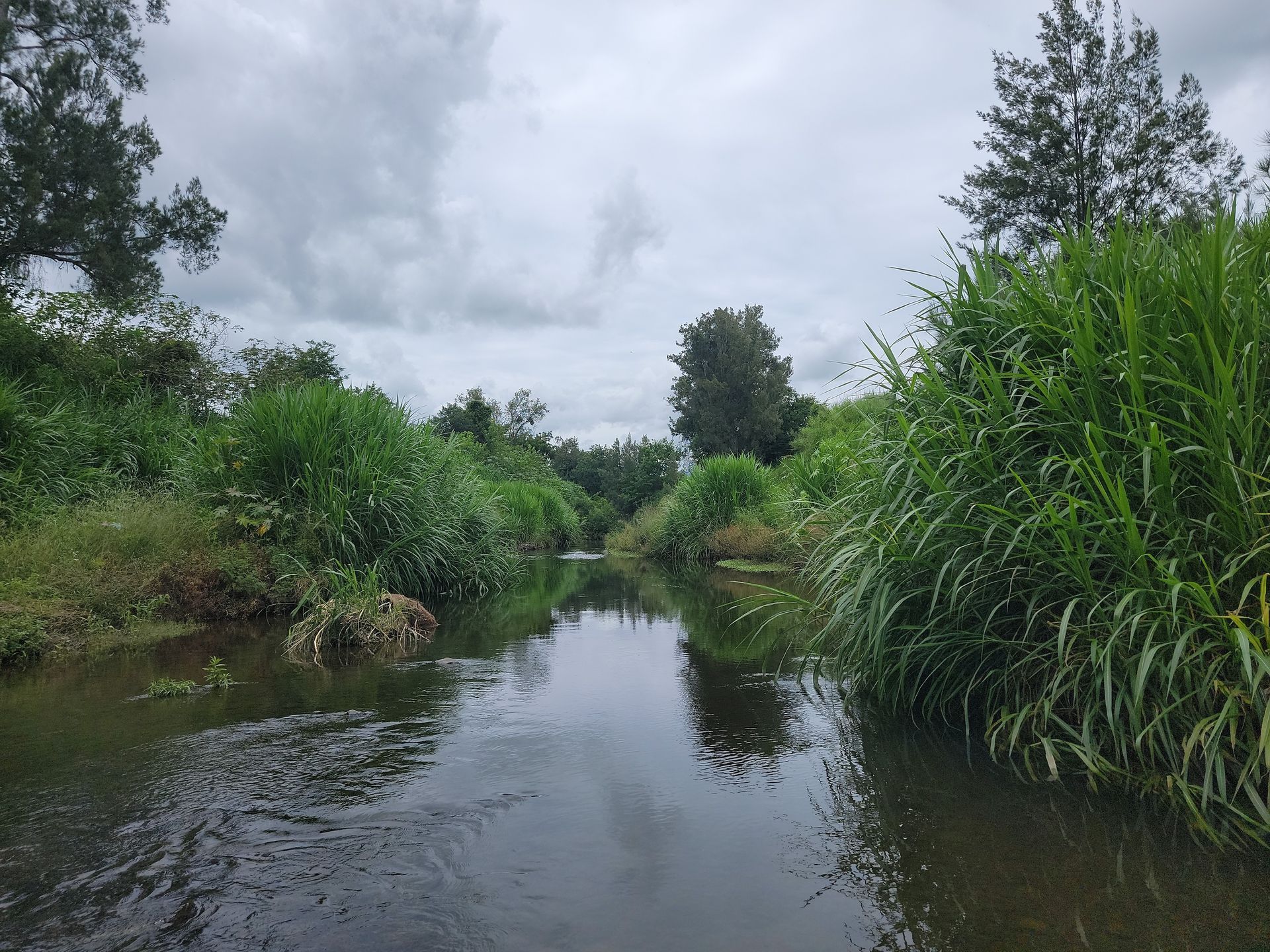 Redleaf Group was engaged by Healthy Land and Water Ltd to conduct heritage assessments along Laidley Creek. The project required desktop legislative review of cultural heritage requirements, including categorisation of risks as per the Aboriginal Cultural Heritage Duty of Care Guidelines. A field survey was conducted to determine existence of heritage values and significant vegetation. Consultation with the Aboriginal Party was required due to identified potential remnant vegetation and artefacts.