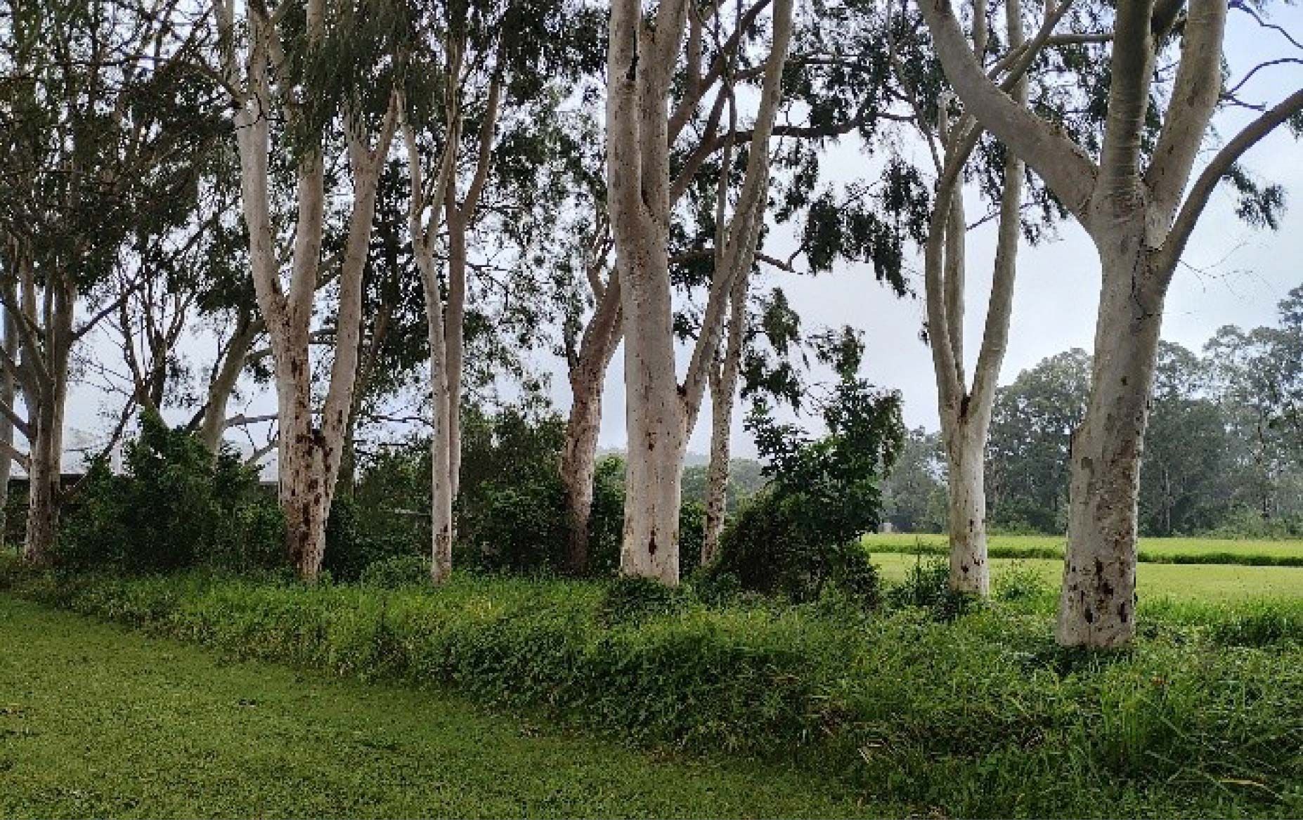 Redleaf Group was engaged by the Department of Housing and Public Works QBuild to assess the potential cultural heritage and native title risks associated with proposed works at 1 Carrick Street, Ravenshoe. The assessment comprised a desktop investigation of heritage registers, native title analysis, a field survey, risk matrix assignment, and recommendations for mitigation. The purpose was to ensure compliance with relevant statutory obligations and guide works to avoid impacts on known and potential cultural values.