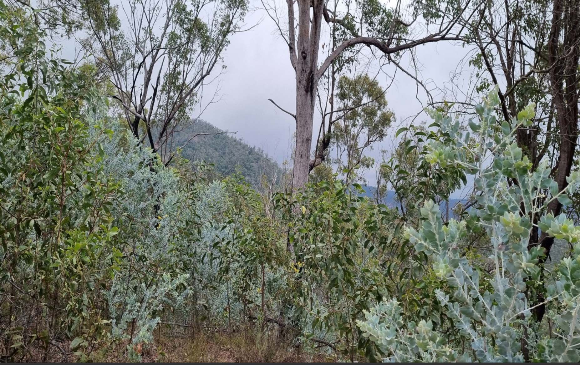 Redleaf Group was engaged by Toowoomba Regional Council to assess the potential cultural heritage and native title risks associated with the development of mountain bike trails in Jubilee Park, Toowoomba. The assessment included a comprehensive desktop review, field survey, land tenure analysis, risk matrix, and recommendations for mitigation, with consultation of the Western Wakka Wakka people (cultural heritage party for the area).