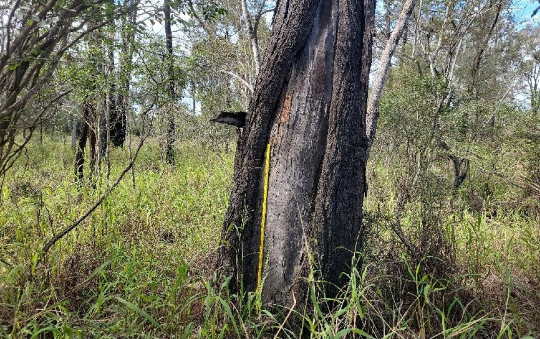 Redleaf Group was engaged by Western Downs Regional Council to assess potential risks to Aboriginal cultural heritage values associated with the proposed upgrade of Woolletts Road, Jandowae. Consultation was undertaken with Barunggam People representatives. The assessment included a desktop review of cultural heritage registers, a site survey, risk assessment, and recommendations for mitigation and ongoing management, in accordance with relevant Queensland legislation.
