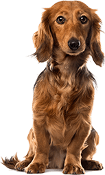 Dachshund - Vaccination in Greeneville, TN Dachshund - Vaccination in Greeneville, TN