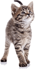 Striped Kitten - Vaccination in Greeneville, TN