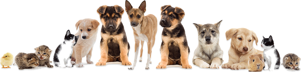 Different Pet Animals - Veterinarians in Greenville, TN