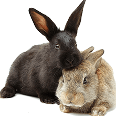 Black and Brown Rabbit - Veterinarians in Greenville, TN