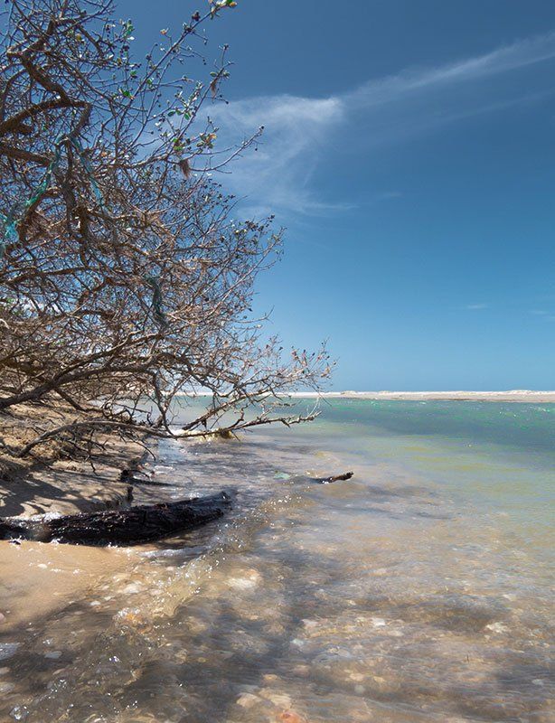 Uma costa ensolarada com uma árvore inclinada e sem folhas, água rasa e cristalina e um tronco à deriva na praia arenosa.