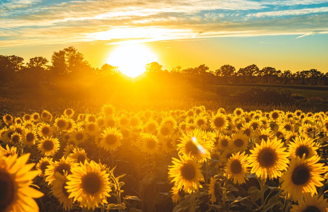 direct cremation in Greenfield, WI