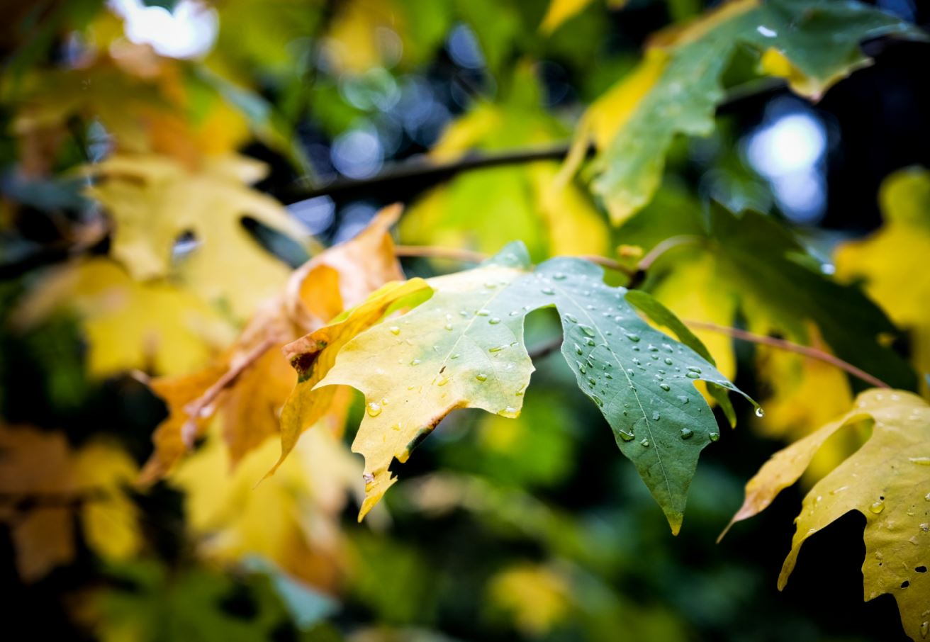 direct cremation in Greenfield, WI