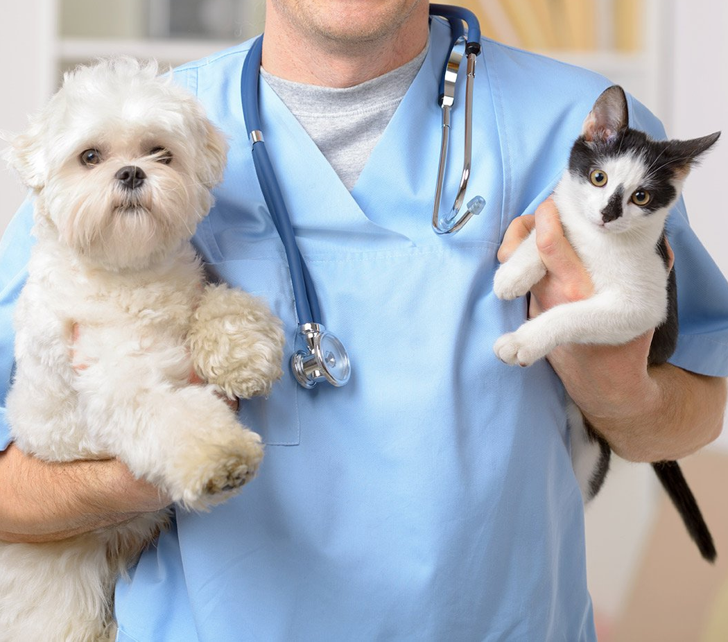 Transform Your Veterinary Practice with MerlinVet-cel