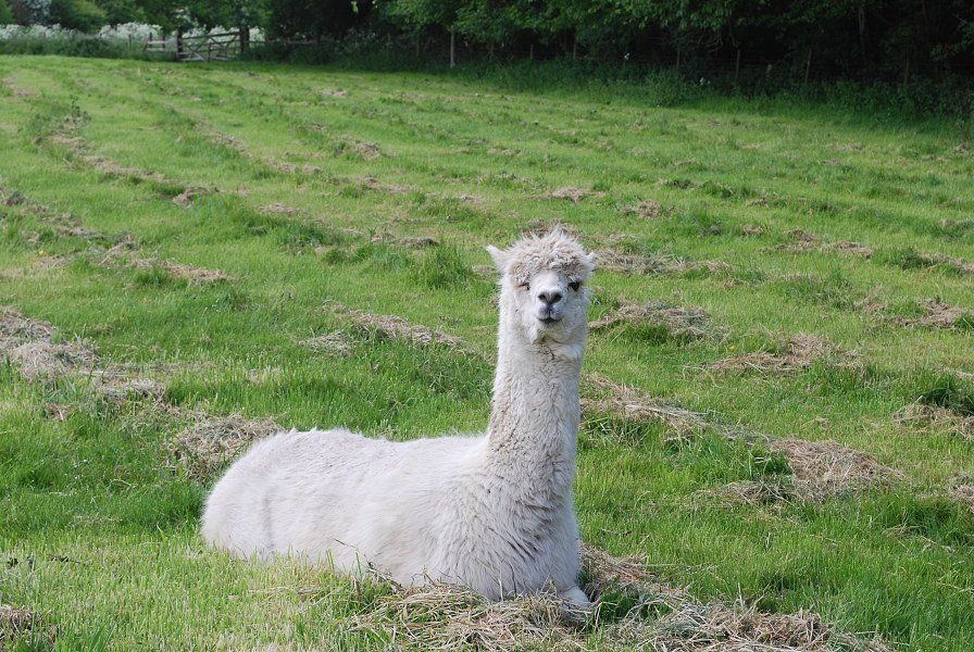 White alpaca resting in a green field.