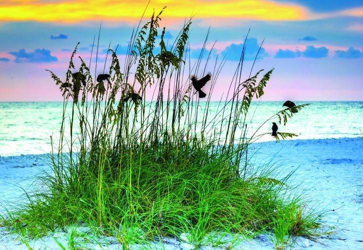 Honeymoon Island Florida New Home Construction