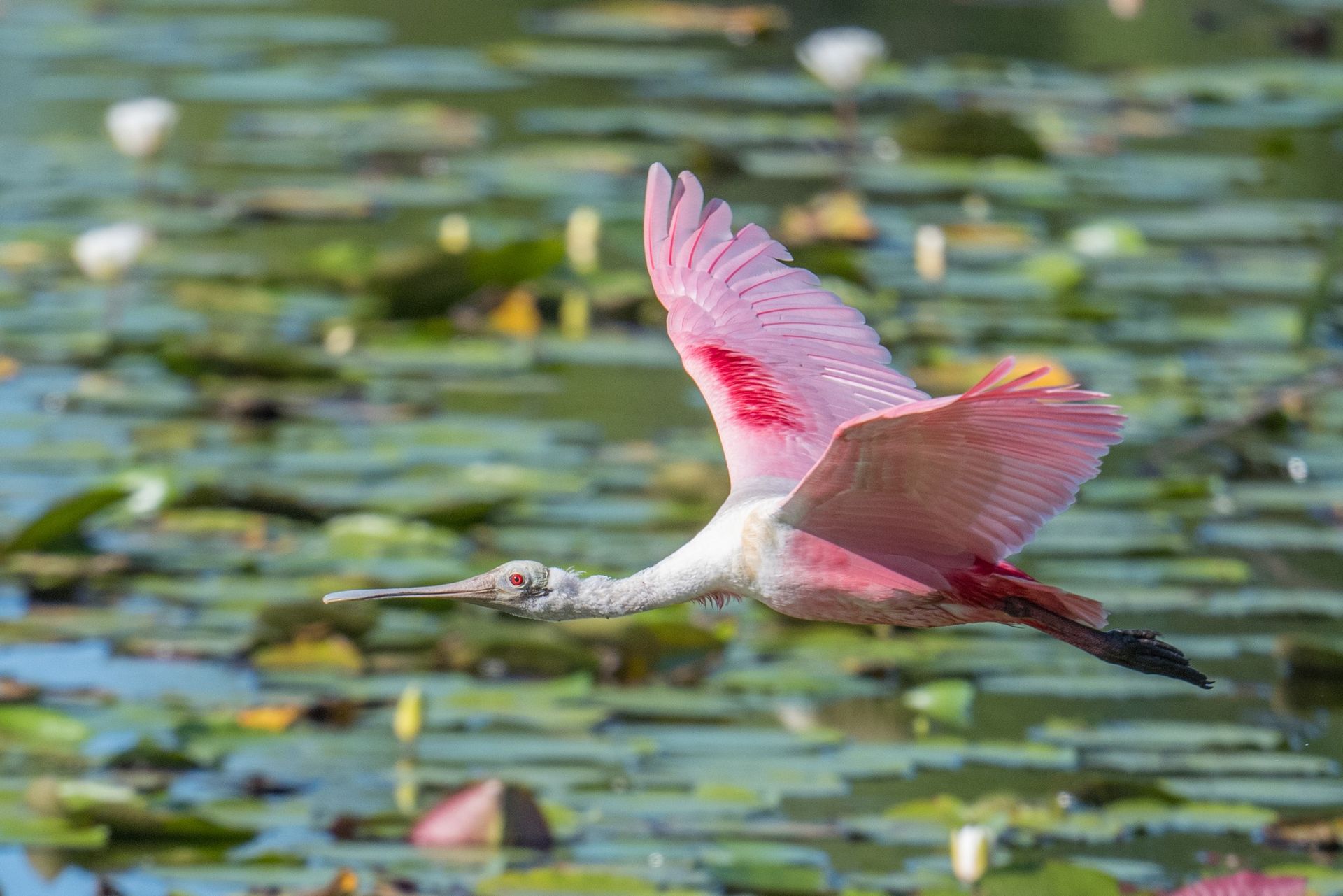 Spoonbill Florida New Home Construction