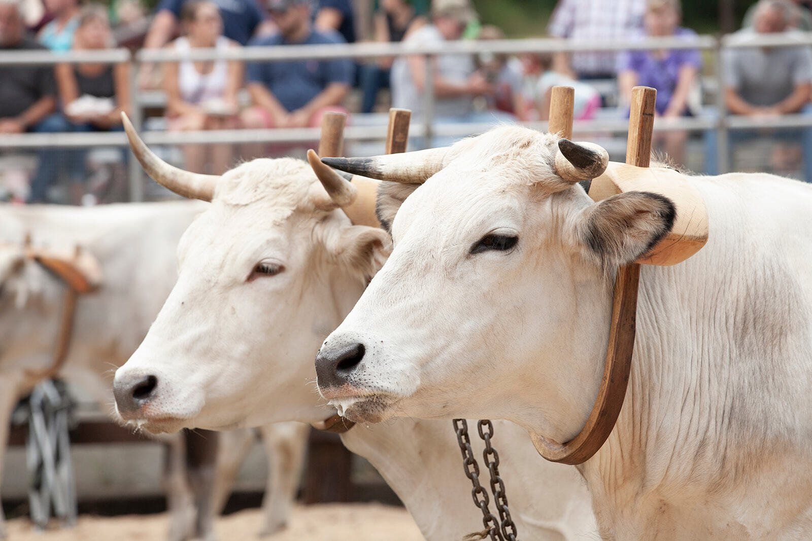 Two white cows are standing next to each other in front of a crowd.