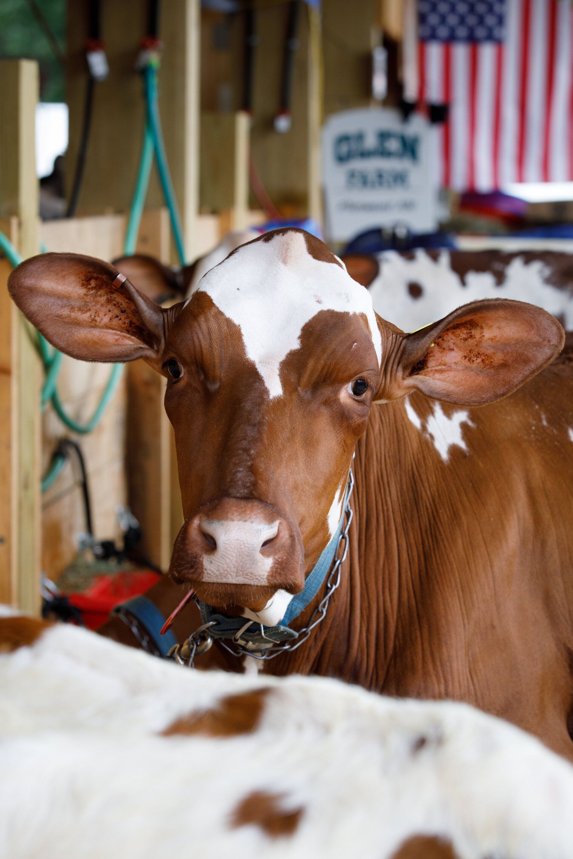 A brown and white cow wearing a blue collar looks at the camera.