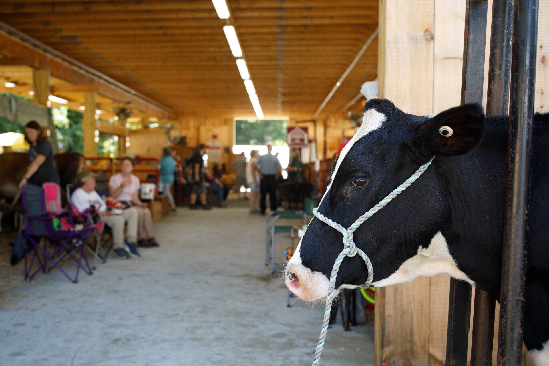 The Cornish Fair A FamilyFriendly, Country, Agricultural Fair