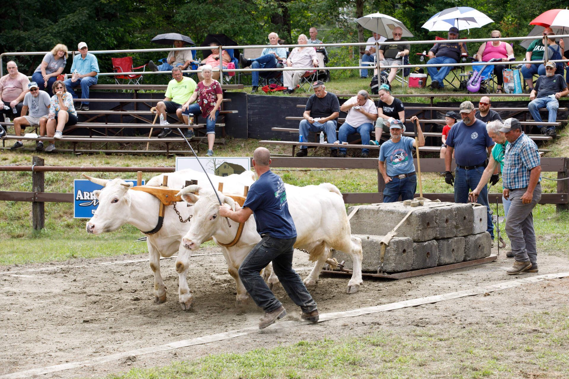 A man is pulling two cows in a field.