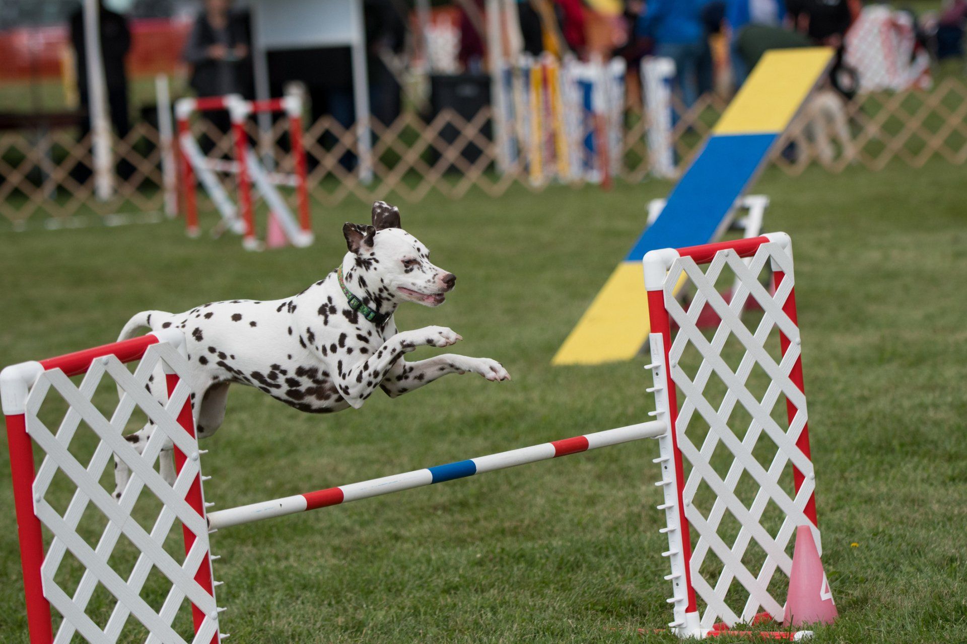 A dalmatian dog is jumping over a hurdle at a dog show