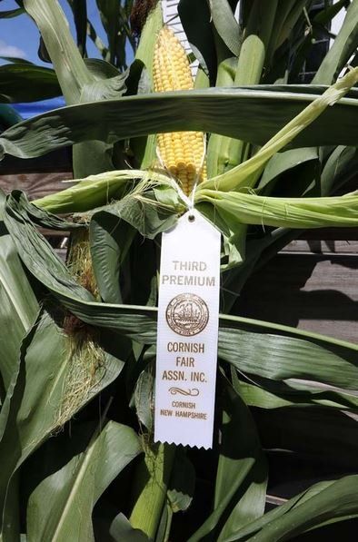 A corn on the cob with a ribbon that says third premium