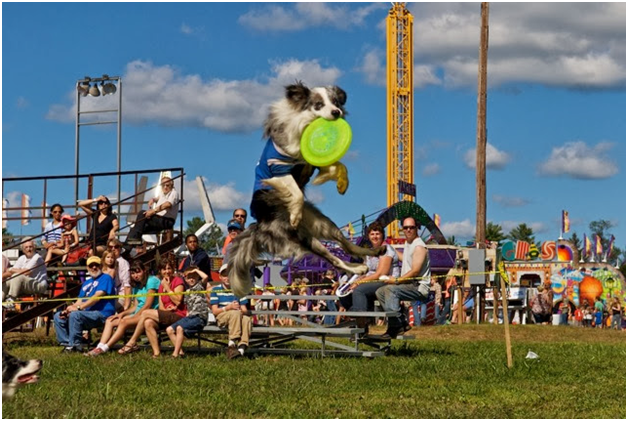 A dog is jumping in the air while holding a frisbee