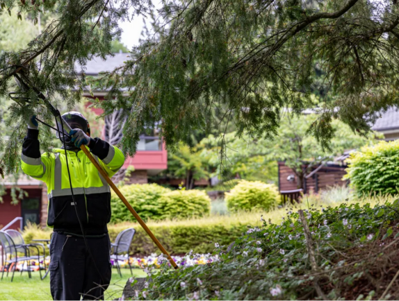 tree services waco