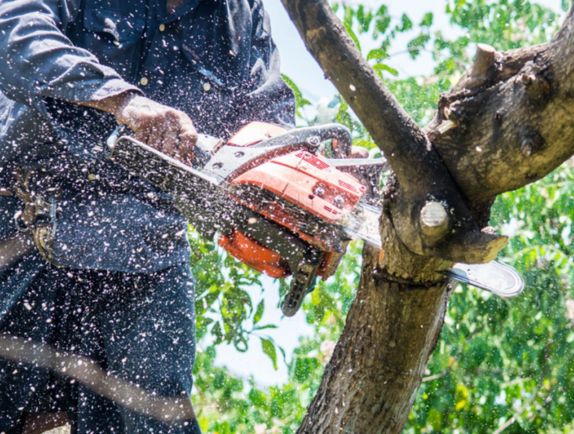 tree services waco