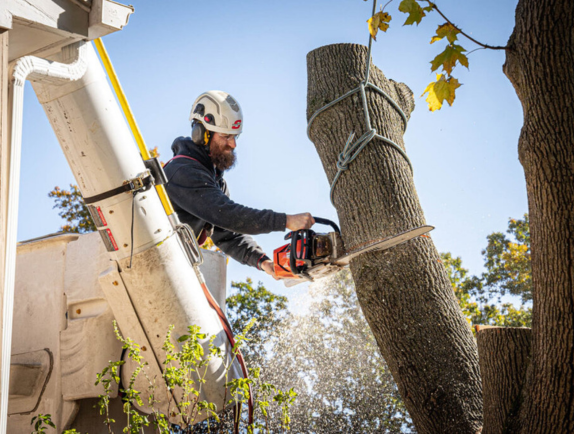 tree services waco