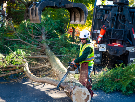 tree services waco