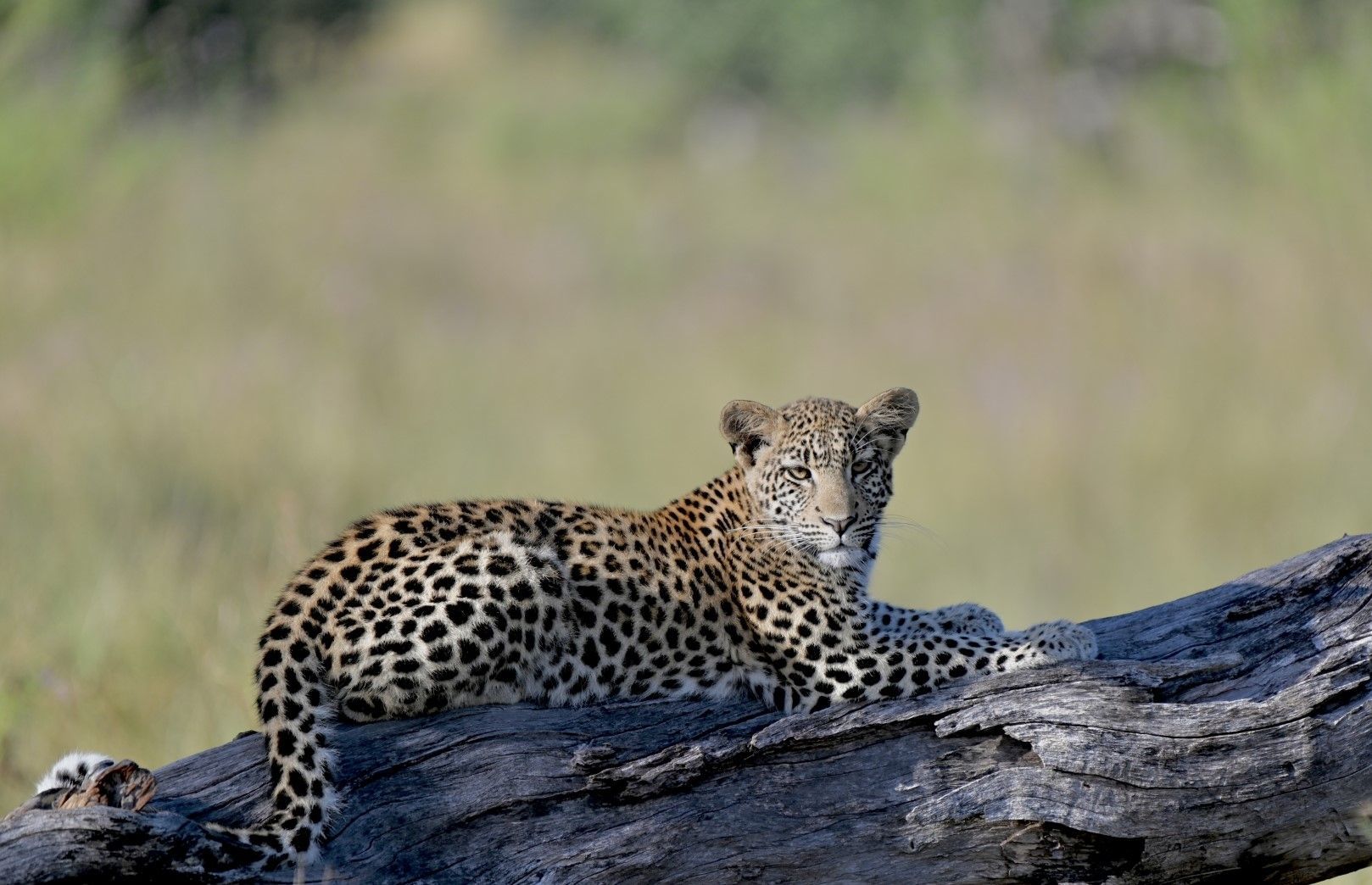 Feline Fields Wildlife
