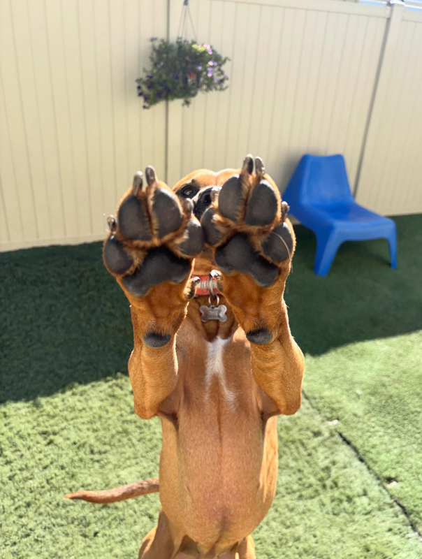 A brown dog stands on hind legs in a grassy yard, holding its two front paws up toward the camera.