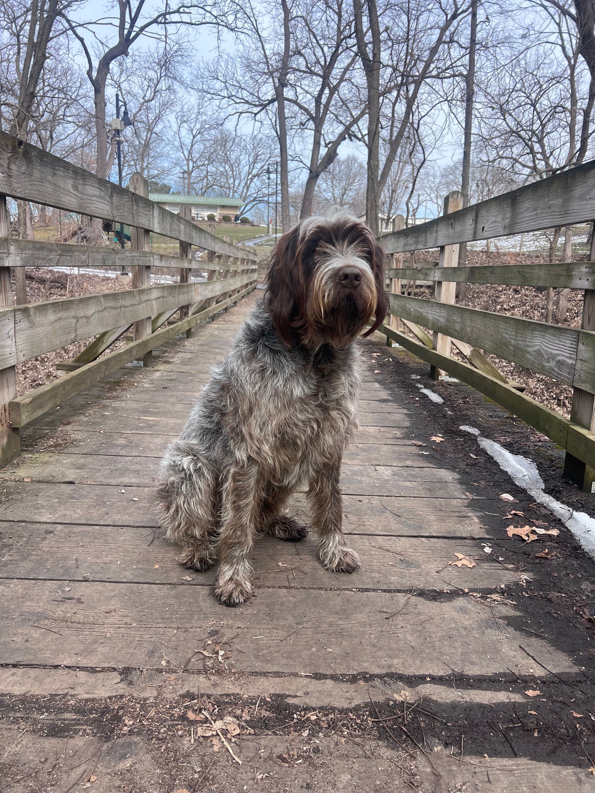 A happy Australian Cattle Dog with a black, white, and tan speckled coat lies on a red concrete floor in a kennel.