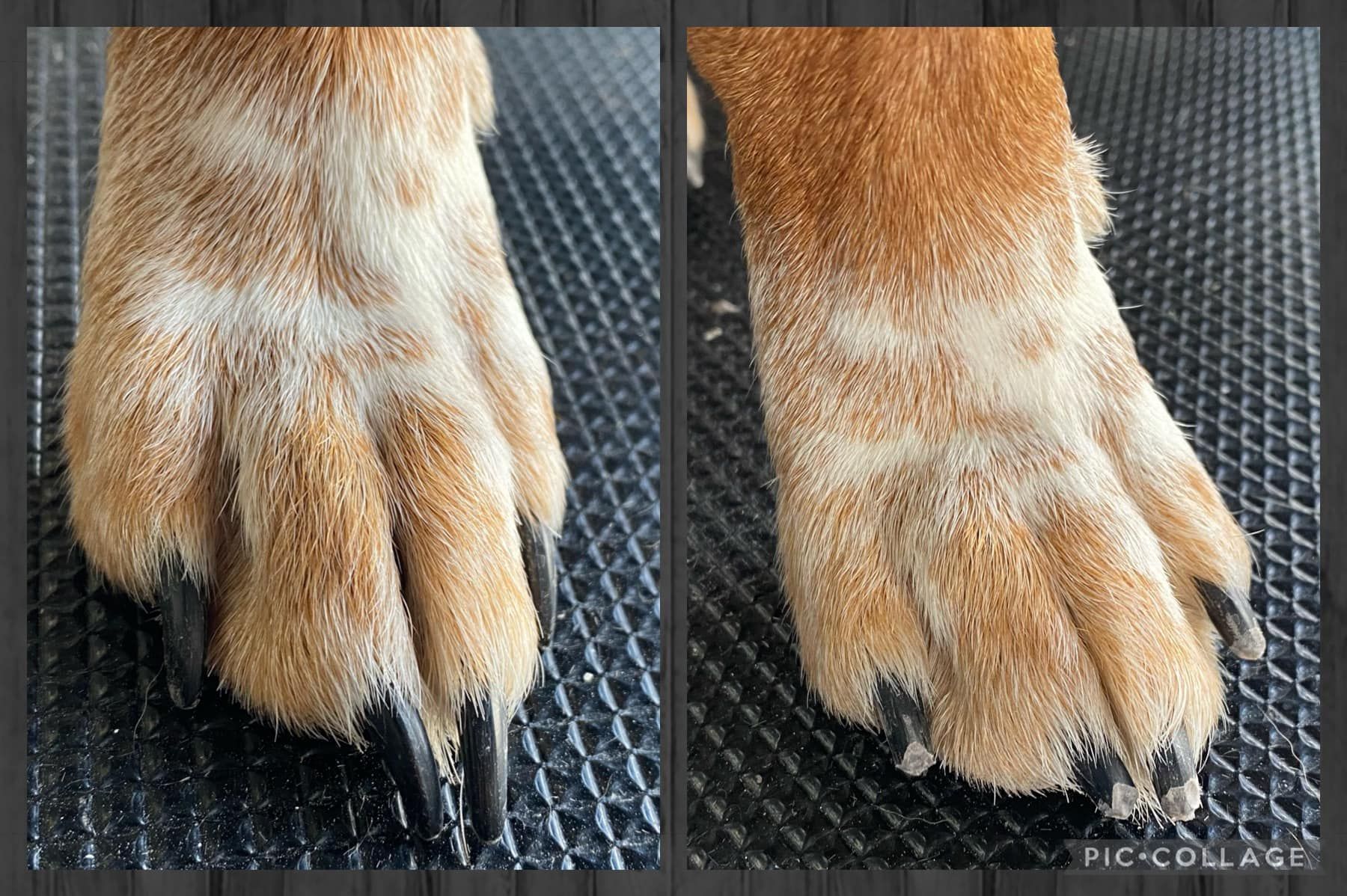 A side-by-side view of a dog's brown and white paw, showing the nails from two different angles on a textured black mat.