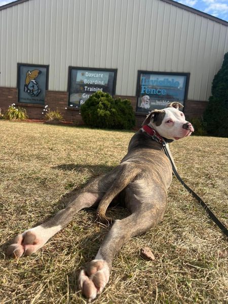 A brindle and white dog with a red collar lying flat on a grassy lawn in front of a building.