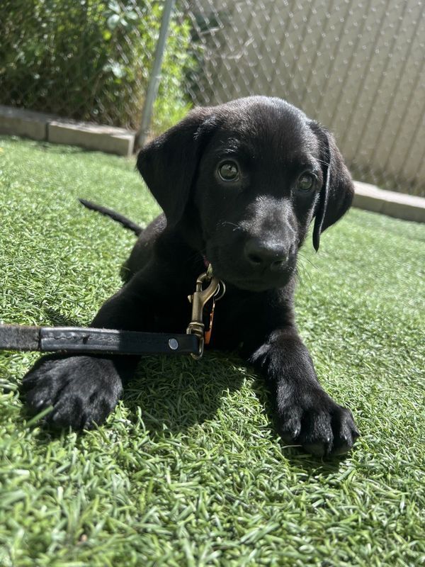 A black Labrador puppy with a leash and collar resting on green artificial turf outdoors.