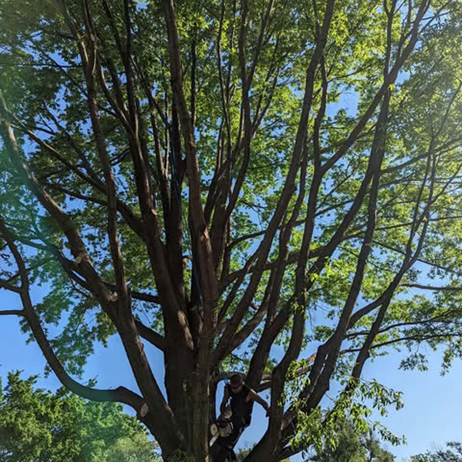 A tree with lots of branches and leaves against a blue sky