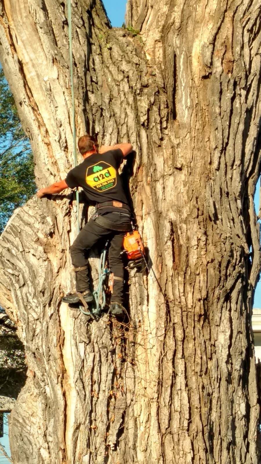 A man is climbing up the side of a large tree.