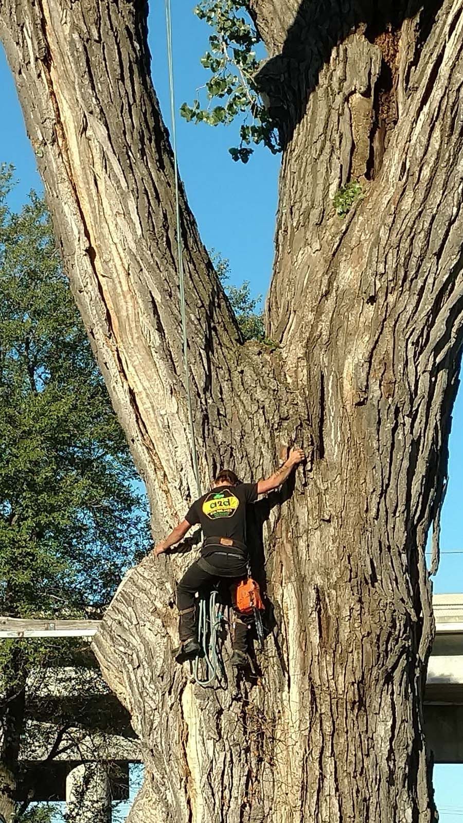 A man is climbing up the side of a large tree.