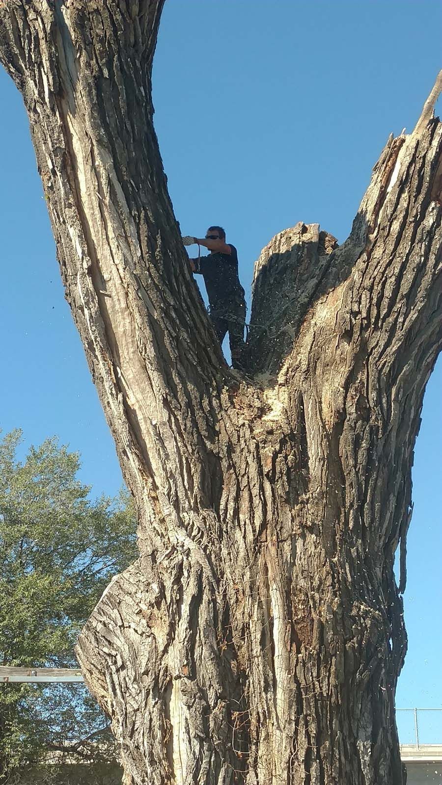 A man is climbing up the side of a large tree.