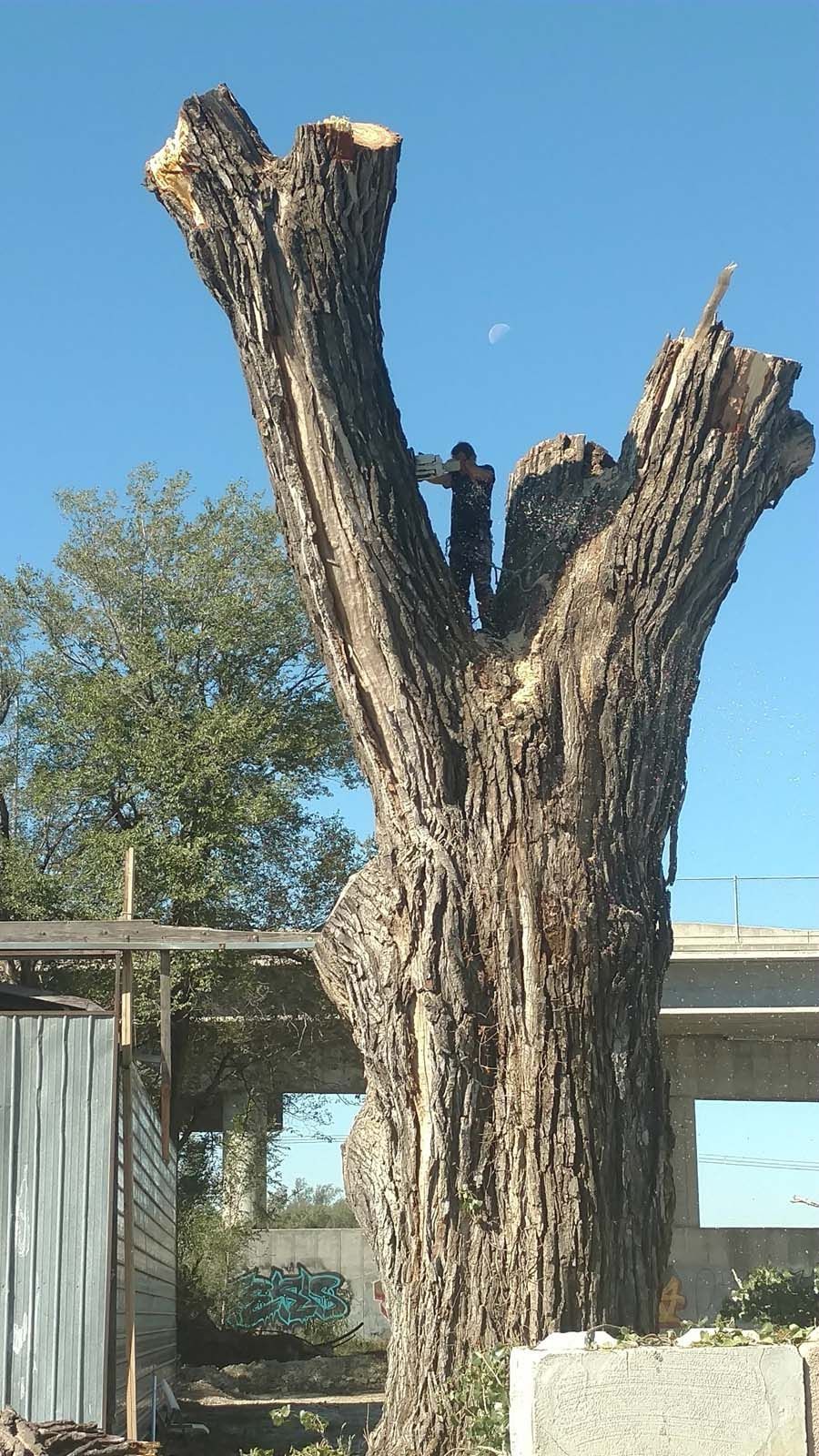 A man is standing on top of a large tree stump.