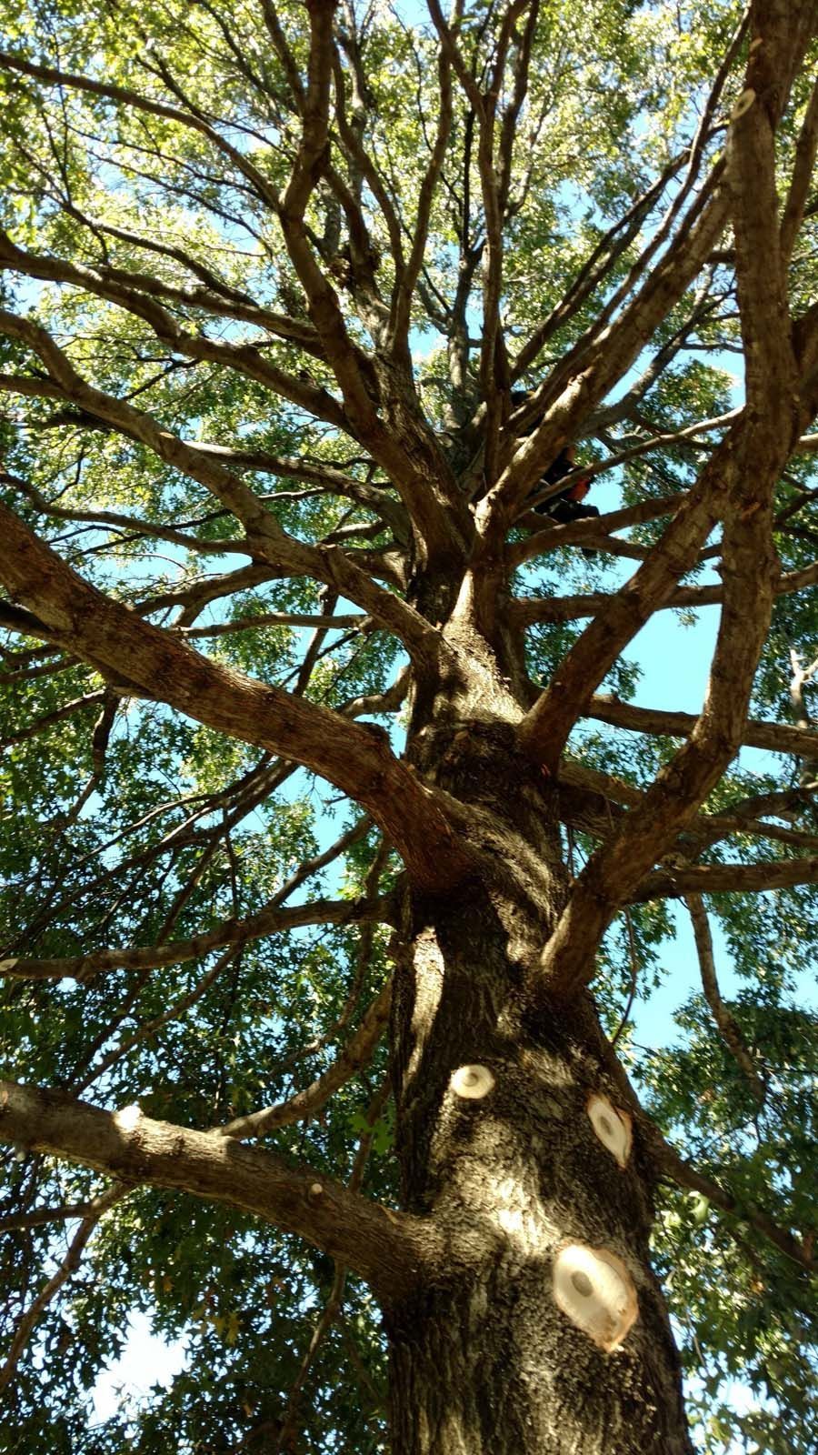Looking up at a tree with lots of branches and leaves.