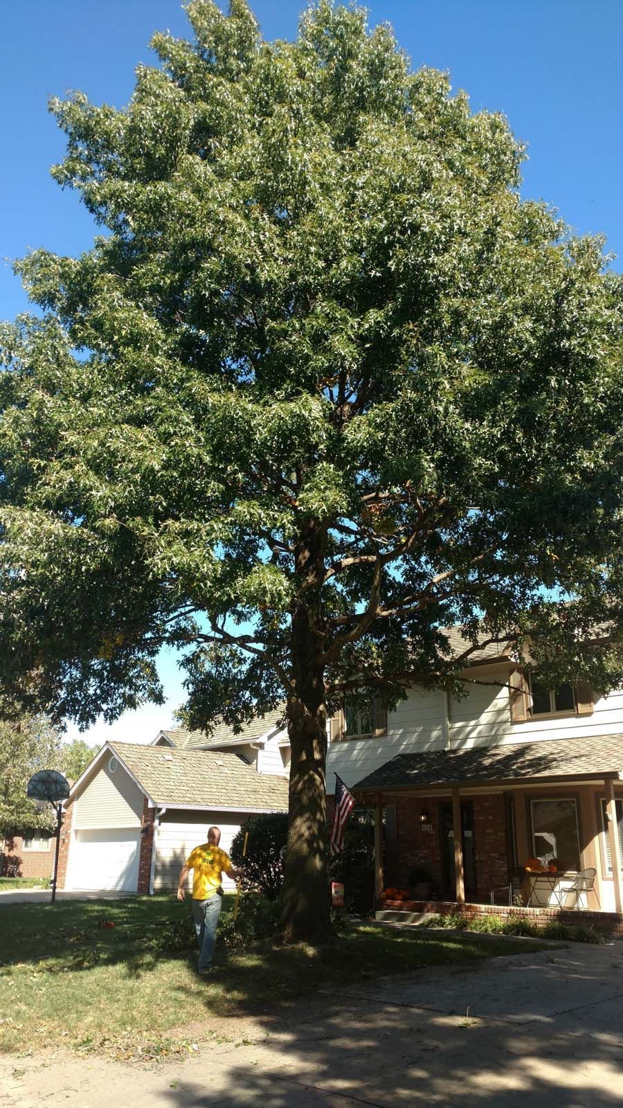 A man is standing in front of a large tree in front of a house.