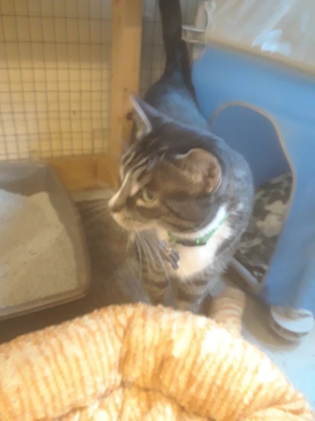 Picture of A Cute Cat | Sidney, OH | Paws & Claws Retreat