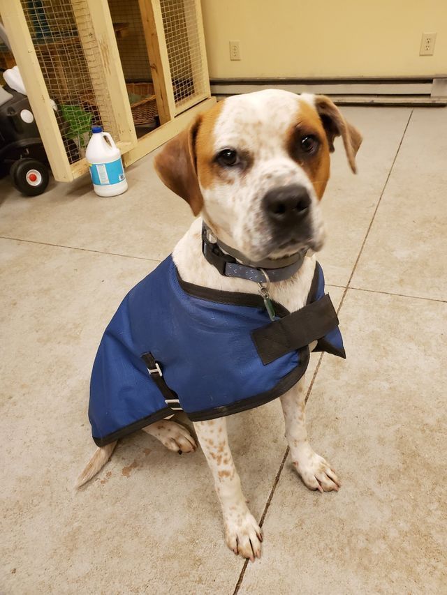 A Picture of A Diligent Dog | Sidney, OH | Paws & Claws Retreat