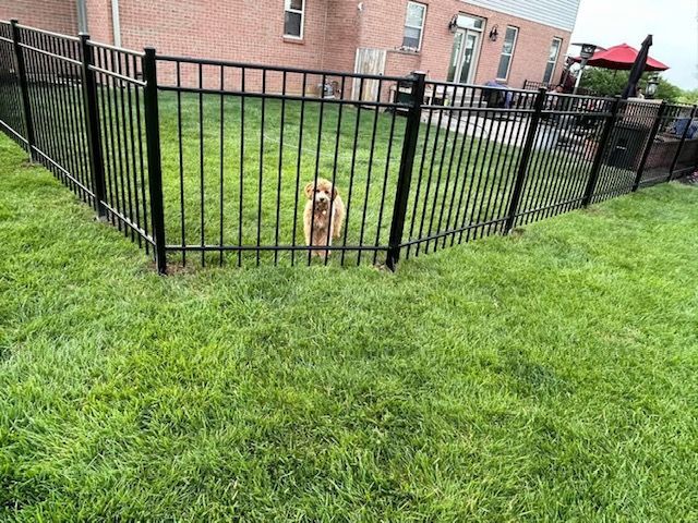 A dog is standing in the grass behind a metal fence.