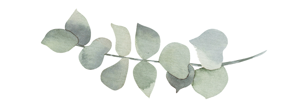 A close up of a eucalyptus branch with leaves on a white background.