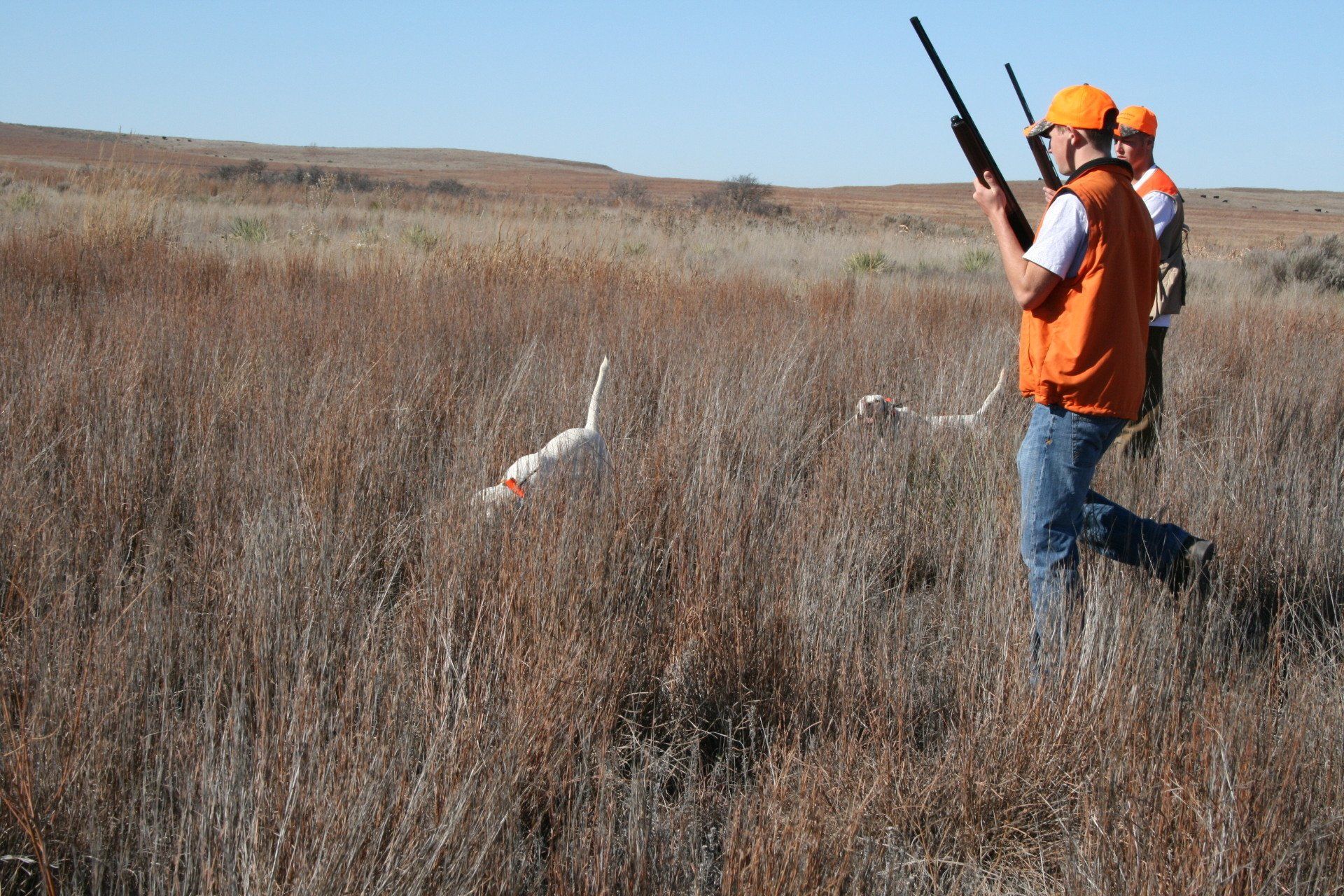 Oklahoma Quail Hunting,Guided Quail Hunt, Kansas Quail Hunting